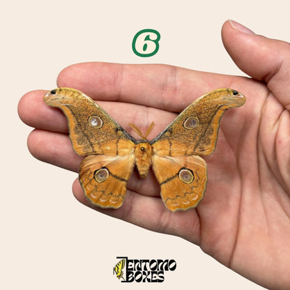 Defected budget polilla y mariposa espécimenes para arte, colección, taxidermia y entomología