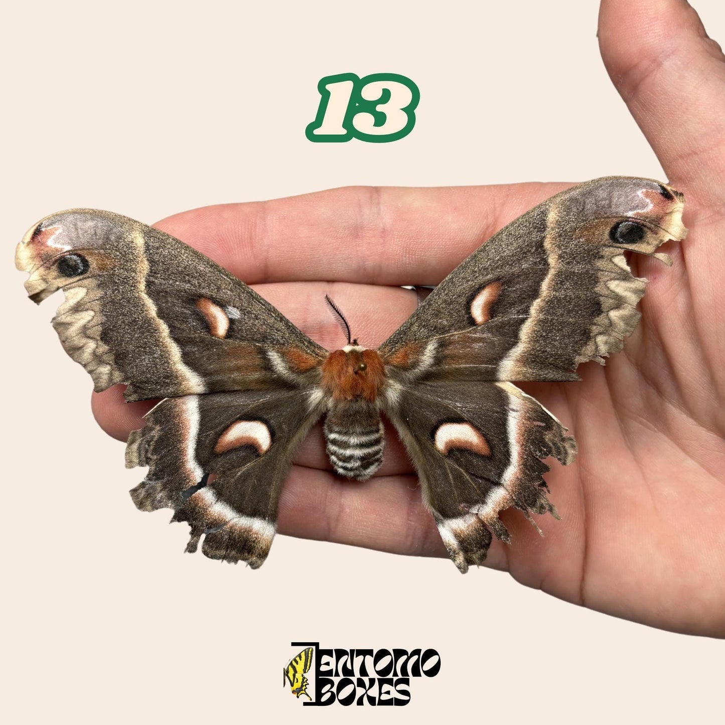 grande polilla séricigena No.13 sostenido en mano, procedencia sostenible Pick-Your-Own espécimen de EntomoBoxes