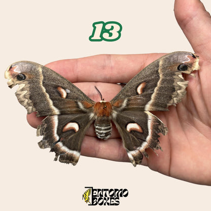 grande polilla séricigena No.13 sostenido en mano, procedencia sostenible Pick-Your-Own espécimen de EntomoBoxes