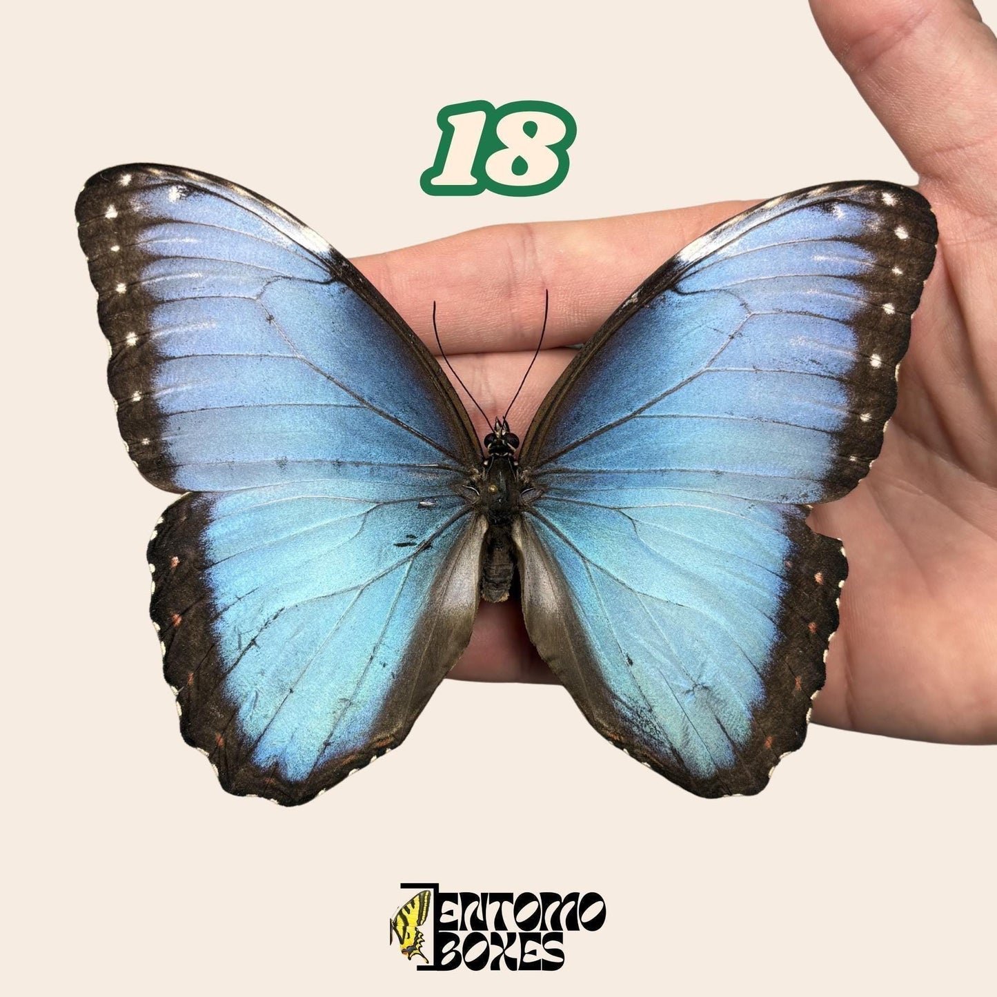 B-calidad azul Morpho mariposa No.18 sostenido en mano, pale azul alas, espécimen Pick-Your-Own de procedencia sostenible