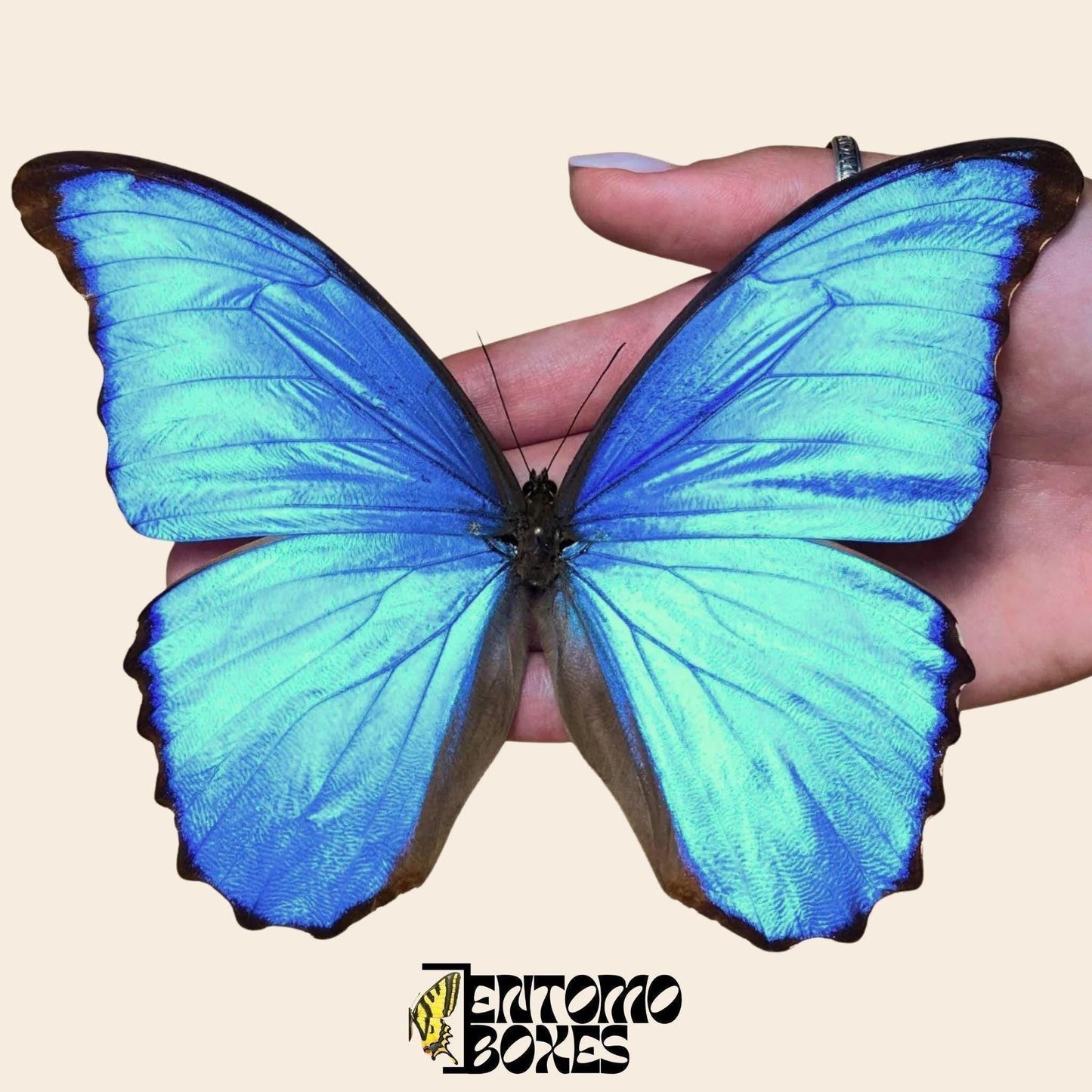 Morpho didius extendido macho mariposa