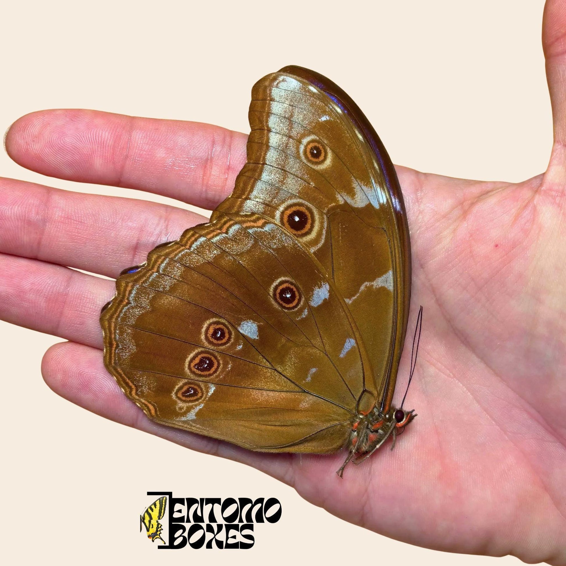 morpho didius con alas cerradas