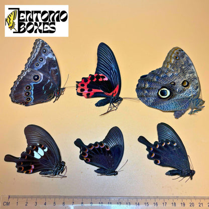tropical mariposas con alas plegadas
