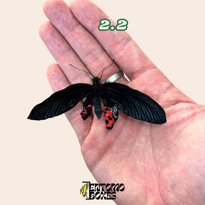 Real butterfly Papilio rumanzovia: unmounted A1 quality red specimen for collection and taxidermy (etsy image id: 8024304225)