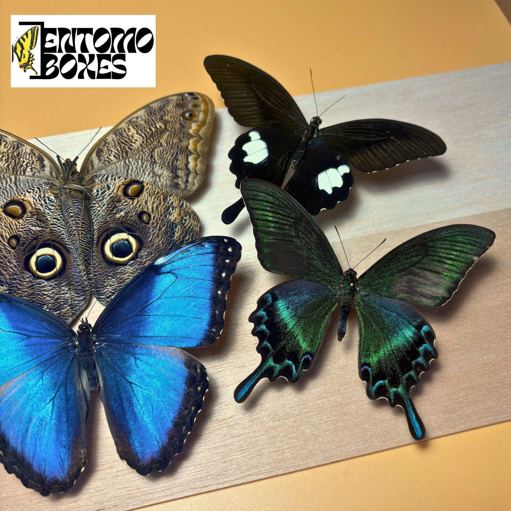 tropical mariposas con alas abiertas