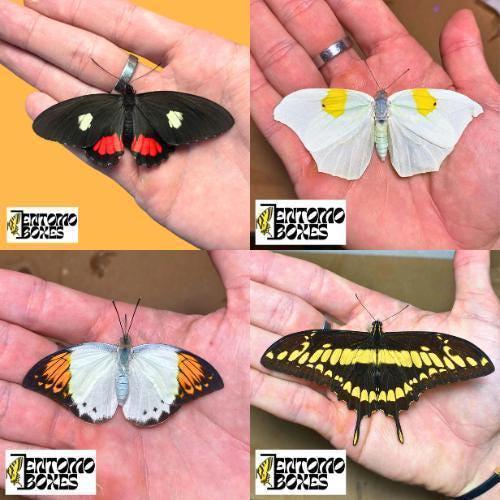 tropical mariposas con alas abiertas