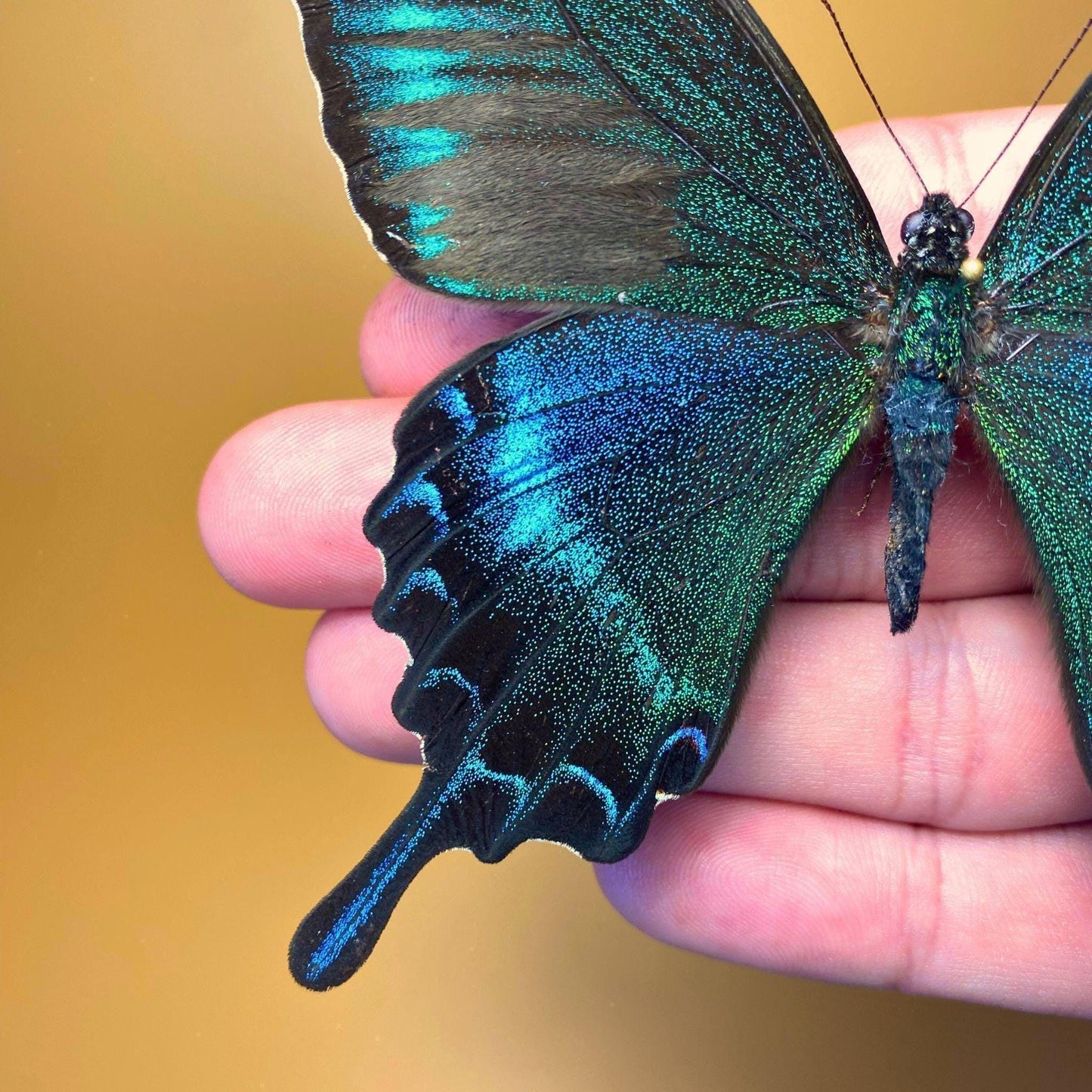 papilio maackii pinned butterfly __etsy:8031802397
