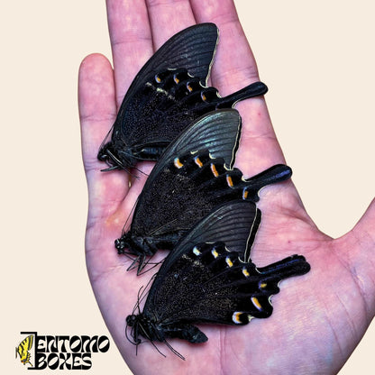 papilio maackii three males on hand __etsy:8031802511