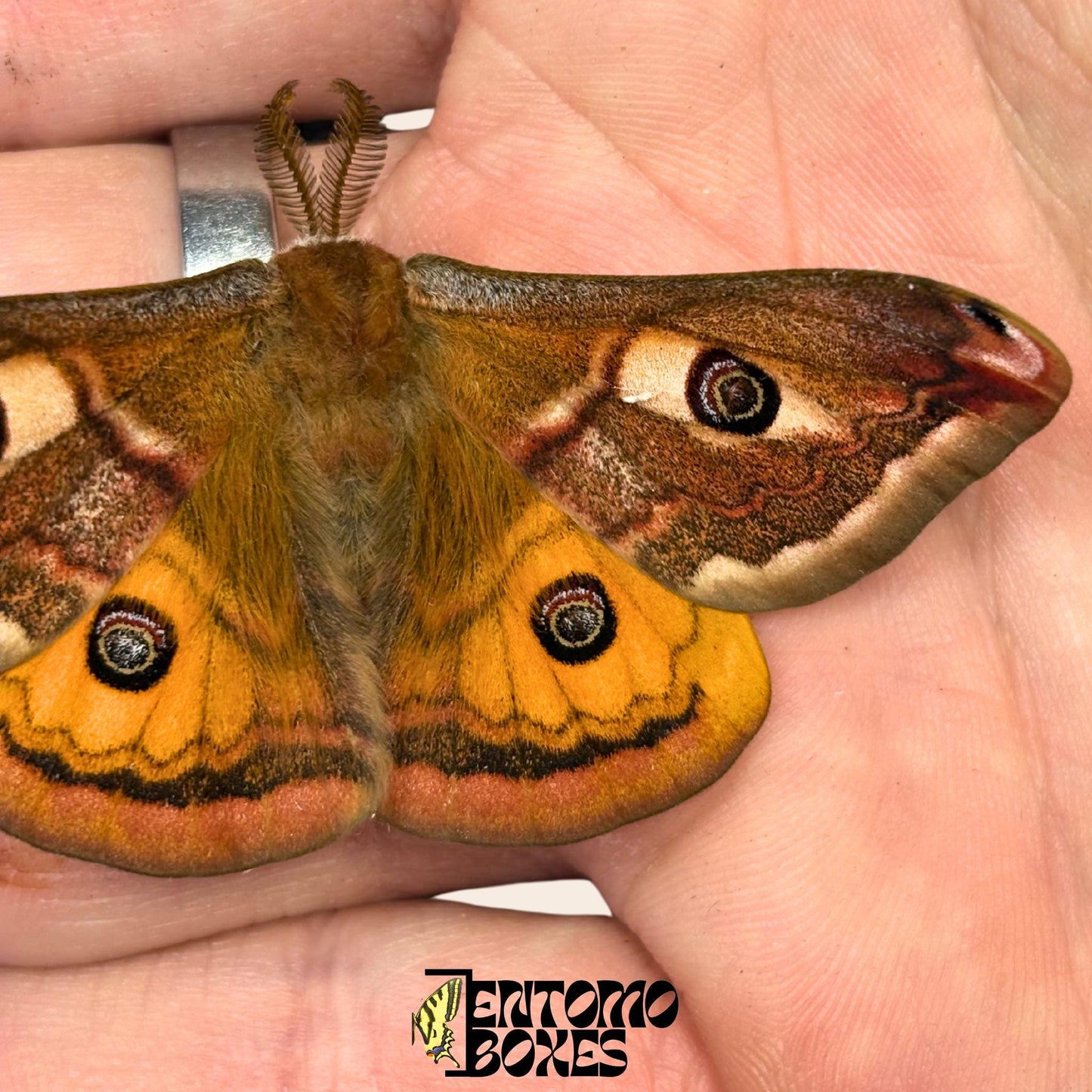 saturnia pavonia macho polilla con alas abiertas