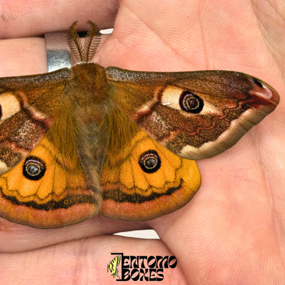 saturnia pavonia macho polilla con alas abiertas