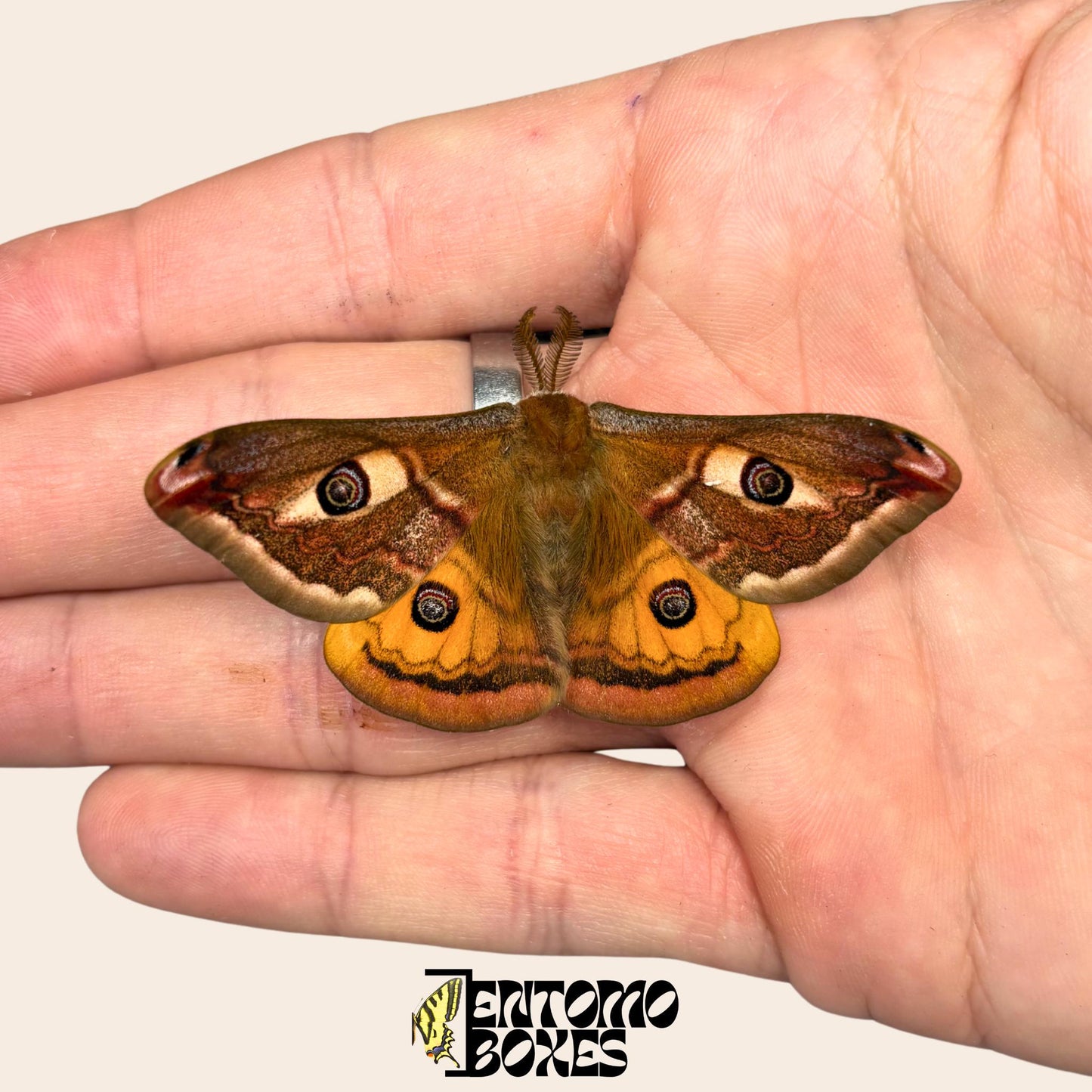 saturnia pavonia macho polilla con alas abiertas
