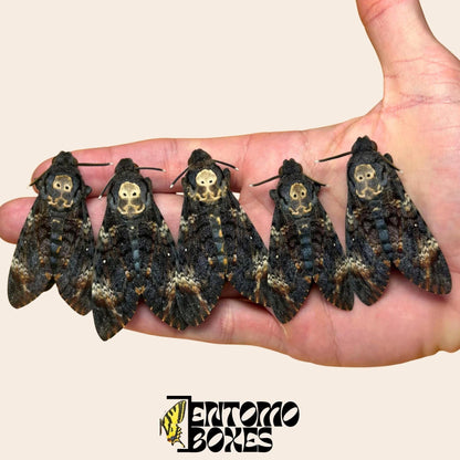 Acherontia atropos 5 espécimenes sobre hand