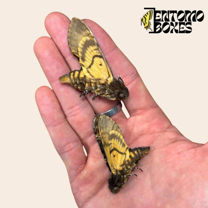 acherontia atropos con alas cerradas