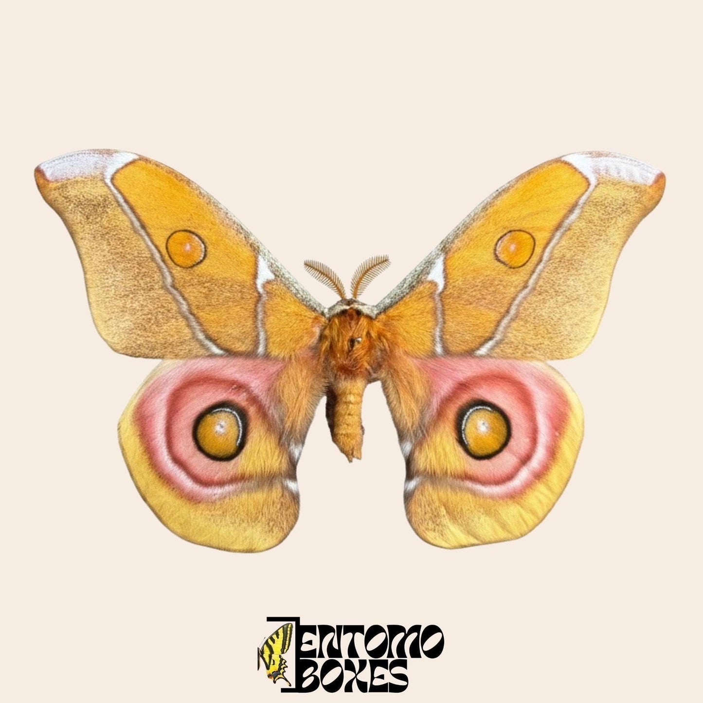 antherina suraka extendido alas macho polilla