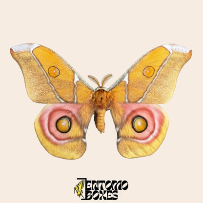 antherina suraka extendido alas macho polilla