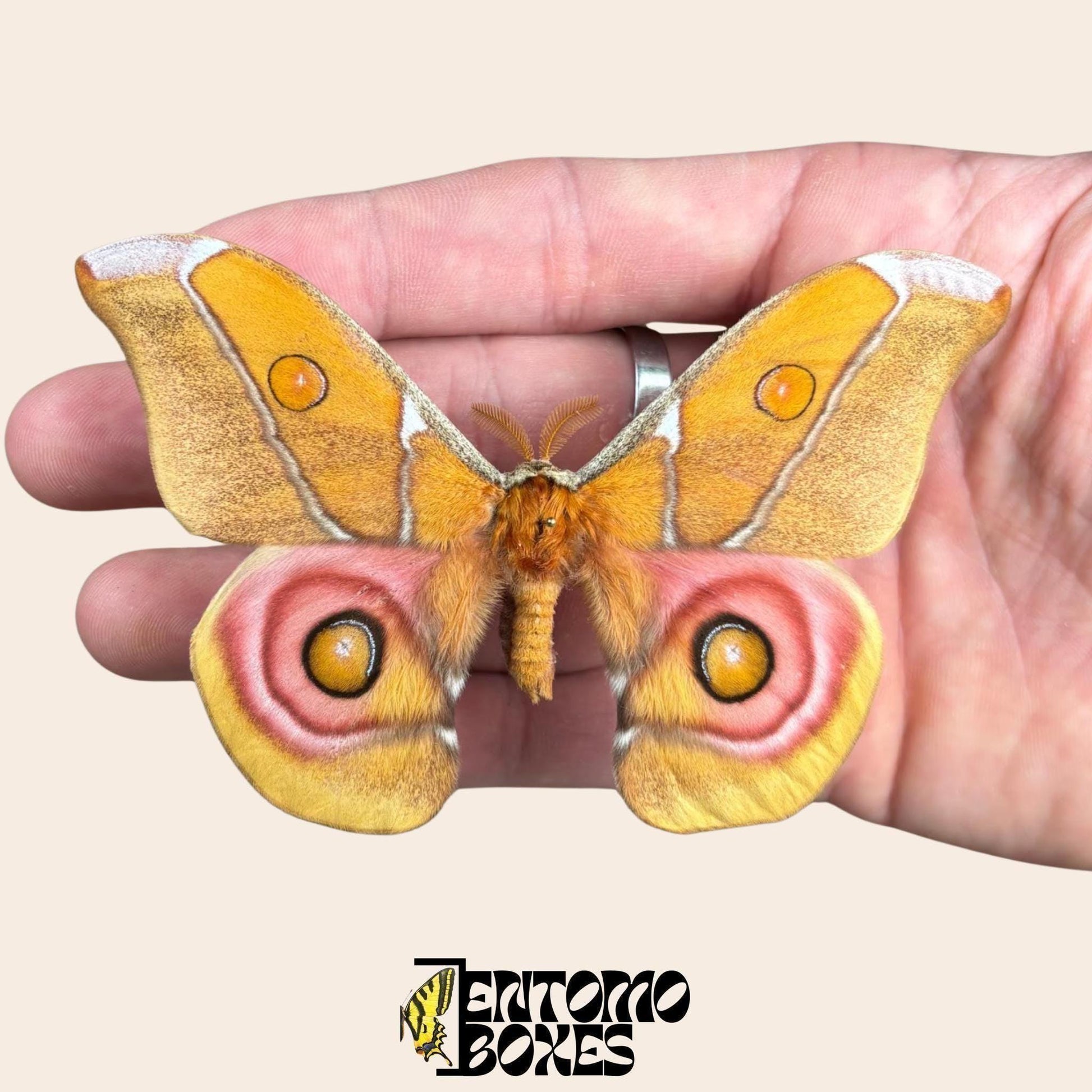 antherina suraka extendido alas macho polilla