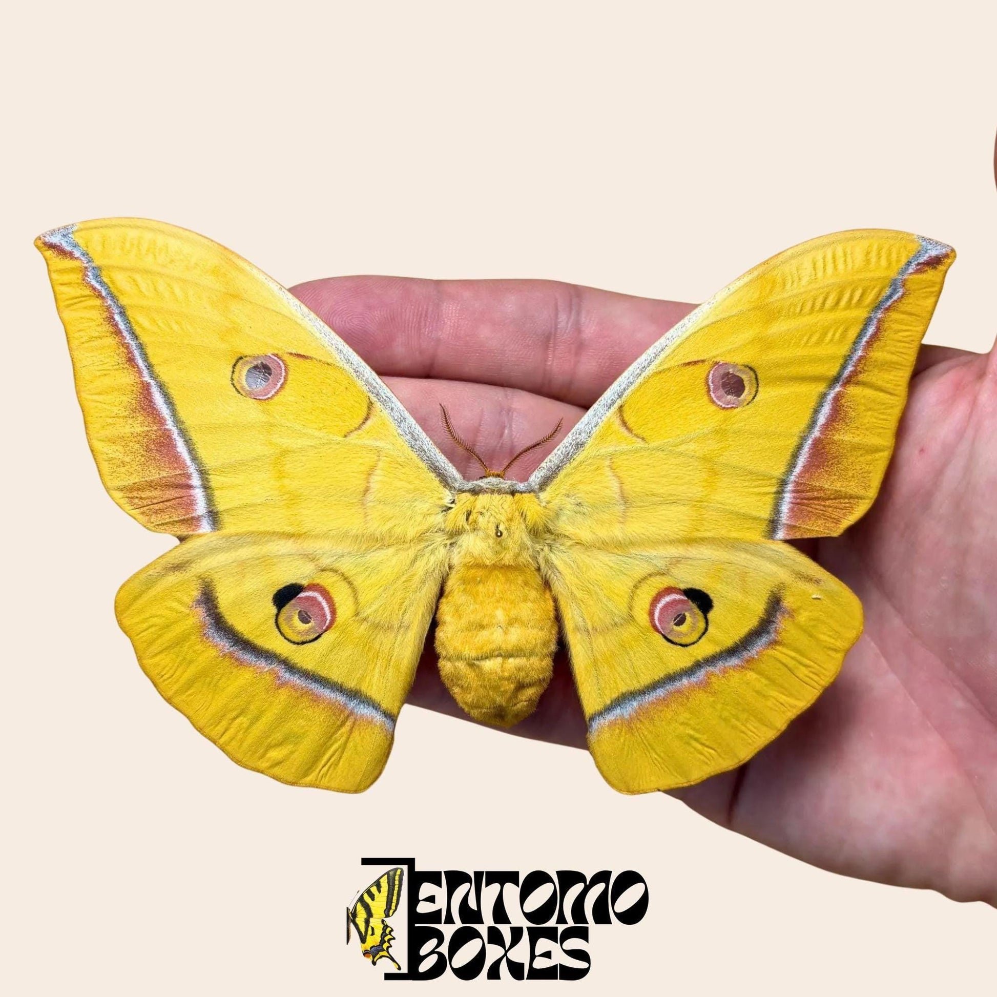 antheraea yamamai amarillo hembra con alas abiertas