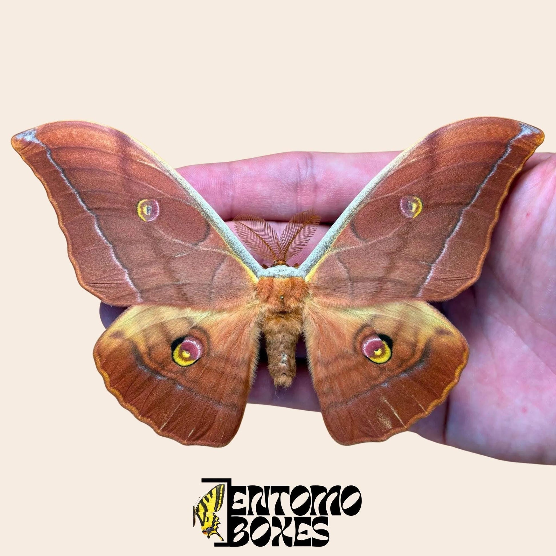 antheraea yamamai marrón extendido macho