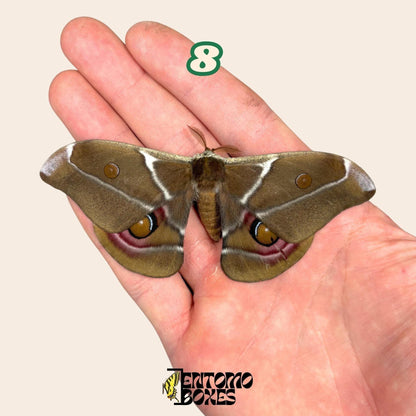 auténtico Antherina Suraka polilla espécimen, Extendido o Sin Extender, Madagascar polilla séricigena, vitrina entomológica, taxidermia insecto