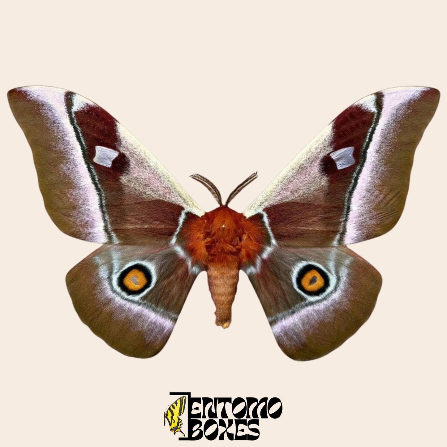 bunaea alcinoe pinned male moth (etsy image id: 8037976431)