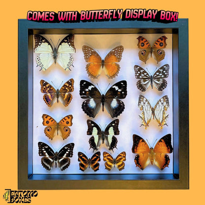 butterfly collection display box (etsy image id: 8039656601)