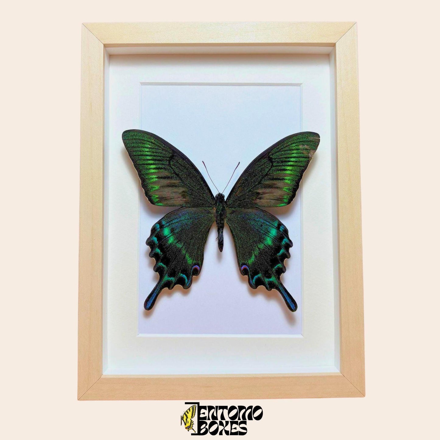 papilio maackii in light wood frame (etsy image id: 8040808583)
