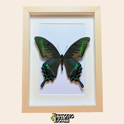 papilio maackii in light wood frame (etsy image id: 8040808583)