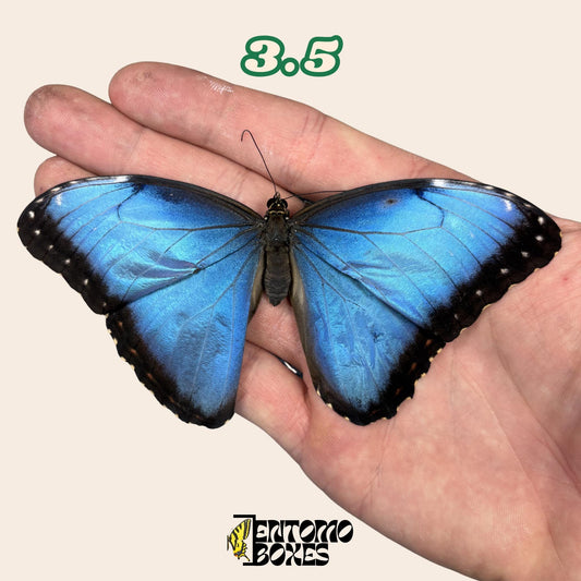 auténtico azul Morpho mariposa: espécimen seco defectuoso B-calidad para reparación taxidérmica