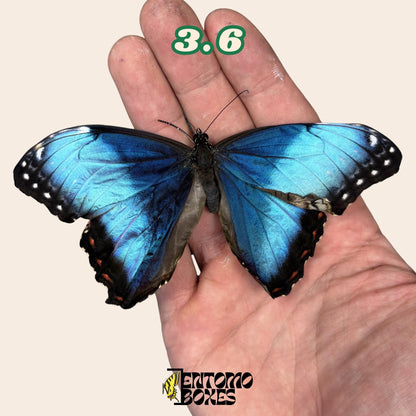 Real Blue Morpho Butterfly: B-Grade defected Dry Specimen for Taxidermy Repair (etsy image id: 8044950643)