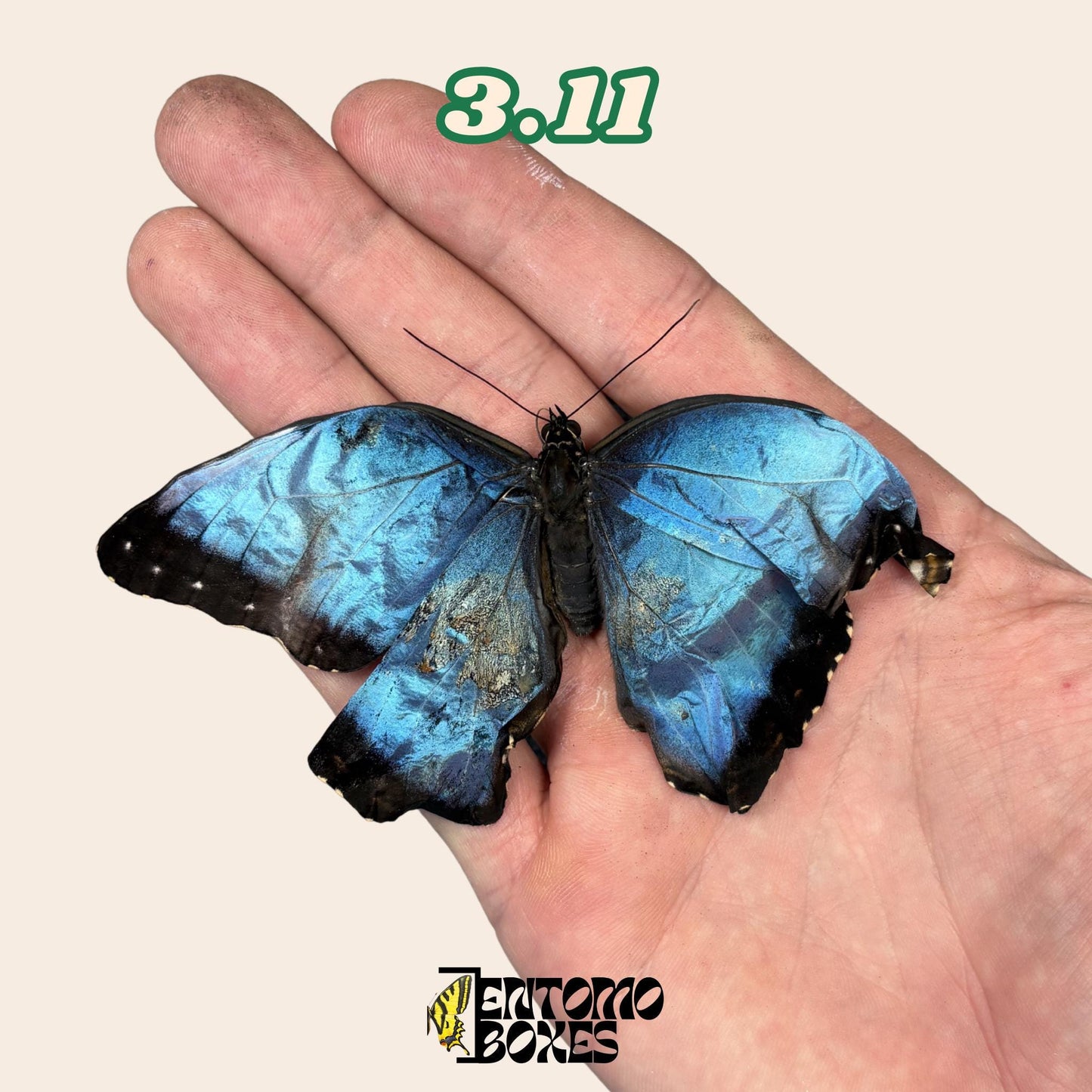 Real Blue Morpho Butterfly: B-Grade defected Dry Specimen for Taxidermy Repair (etsy image id: 8044950857)