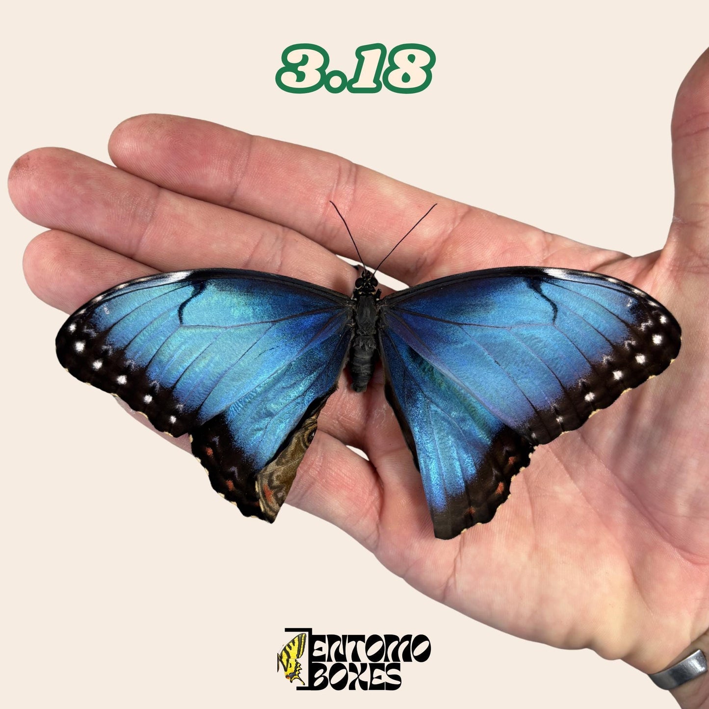Real Blue Morpho Butterfly: B-Grade defected Dry Specimen for Taxidermy Repair (etsy image id: 8044950921)