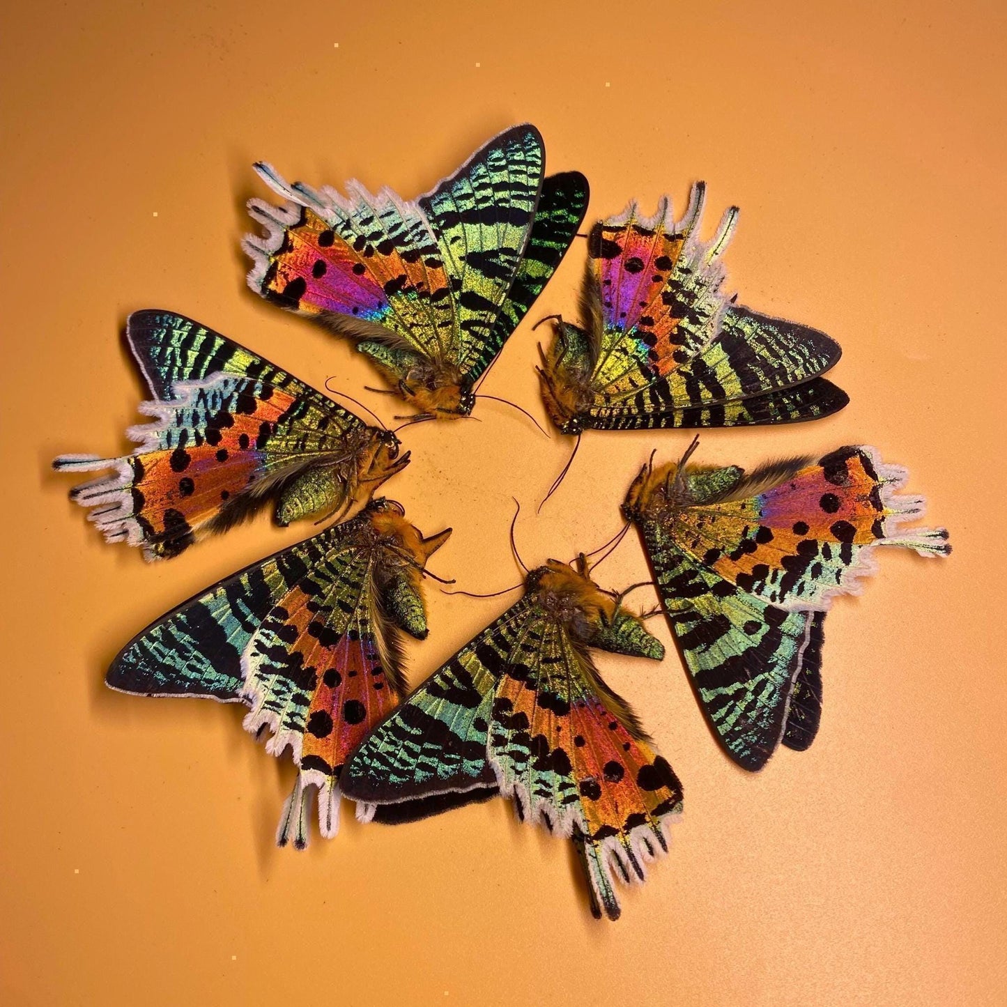 Urania ripheus alas