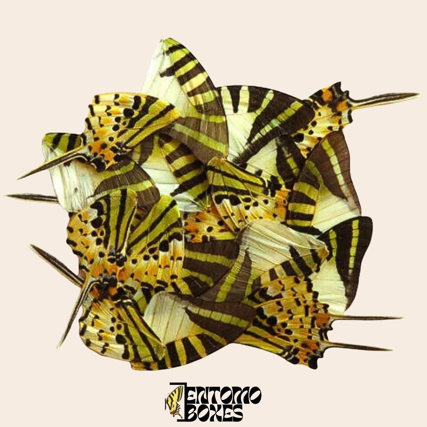 20 pcs auténtico mariposa insecto alas para Art DIY decoración del hogar colección taxidérmica