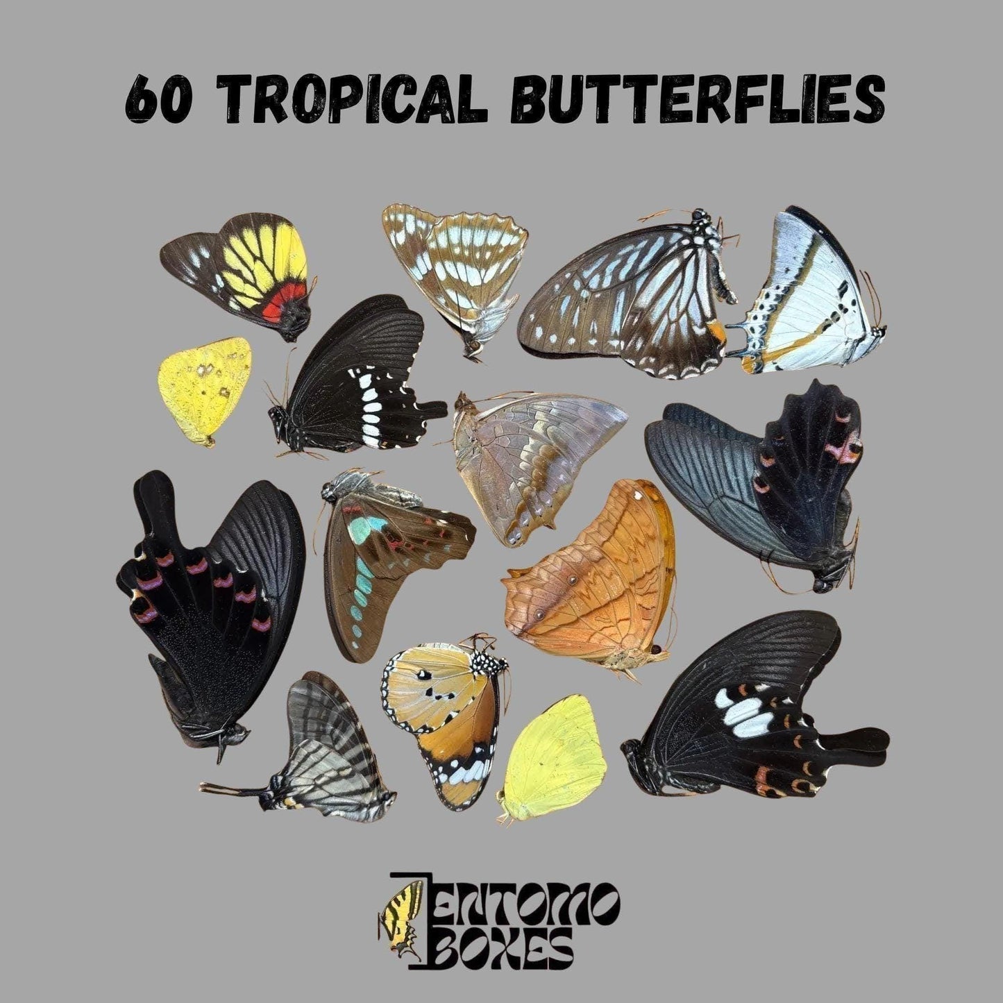 mix de seco tropical mariposas