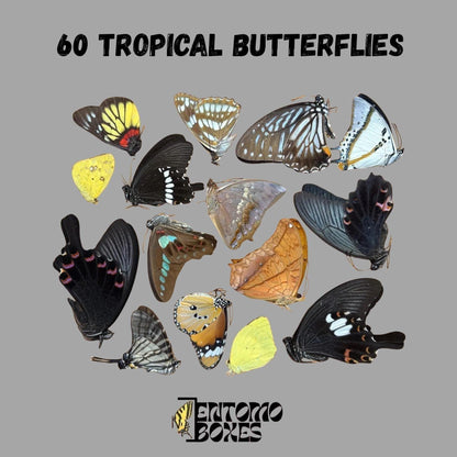mix de seco tropical mariposas