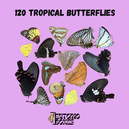 random mix de seco en papel tropical mariposas from southeast asia