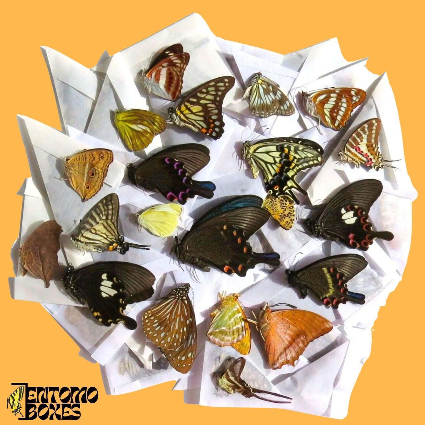 mezcla tropical mariposa species in sobres de papel, procedente de forma sostenible de EntomoBoxes
