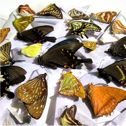 120 pcs tropical mariposas espécimenes en papel entomología taxidermia mix set