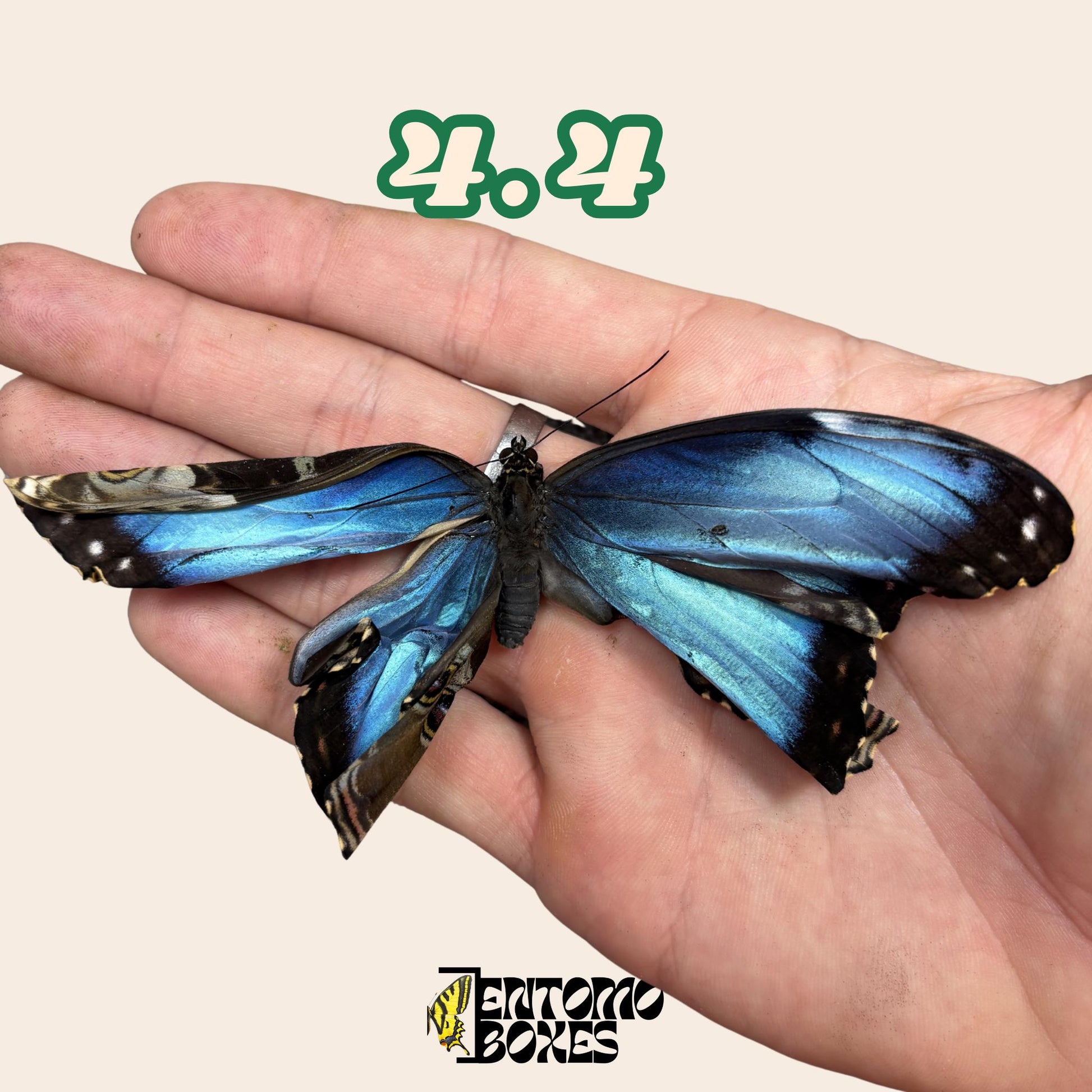 auténtico azul Morpho mariposa: espécimen seco defectuoso B-calidad para reparación taxidérmica