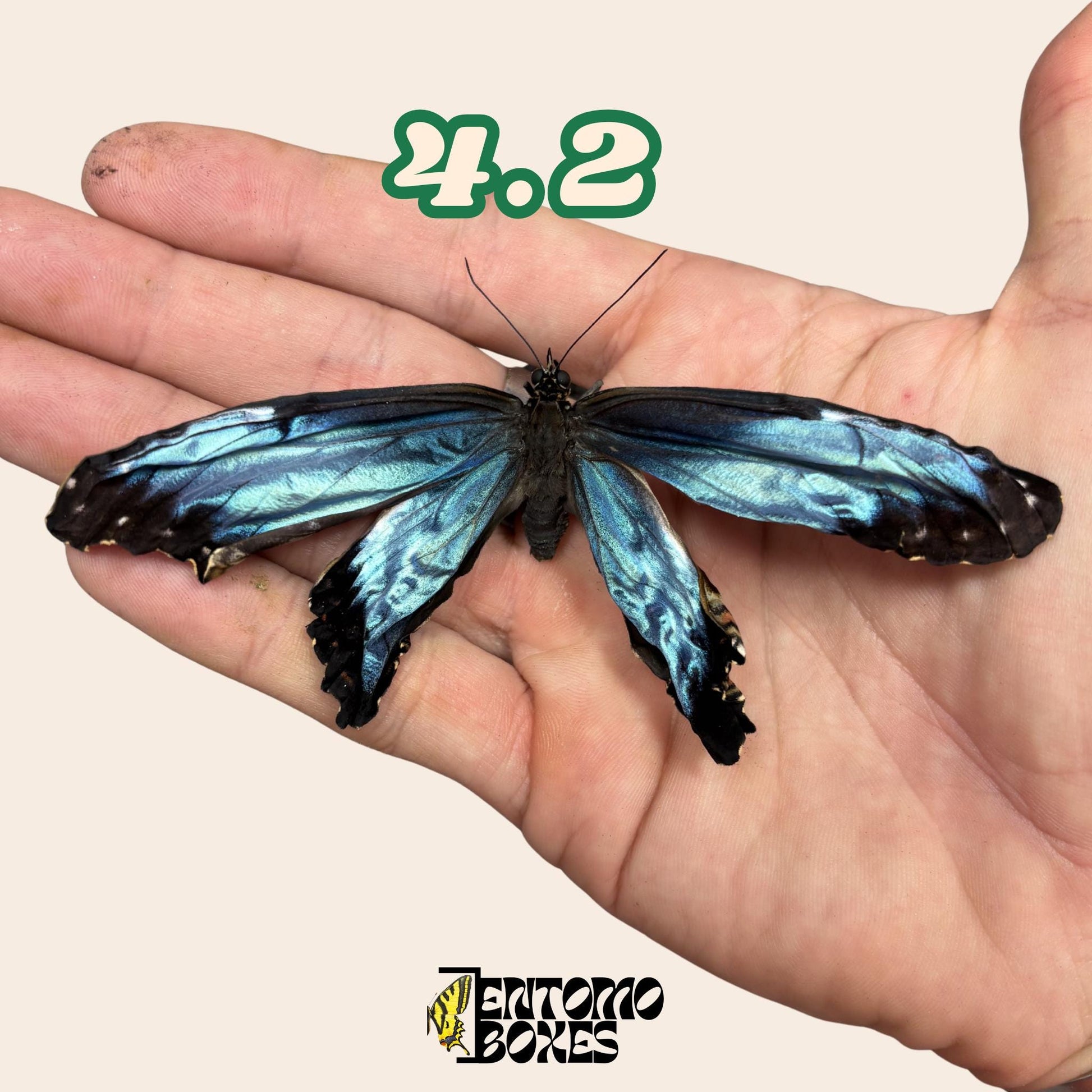 auténtico azul Morpho mariposa: espécimen seco defectuoso B-calidad para reparación taxidérmica