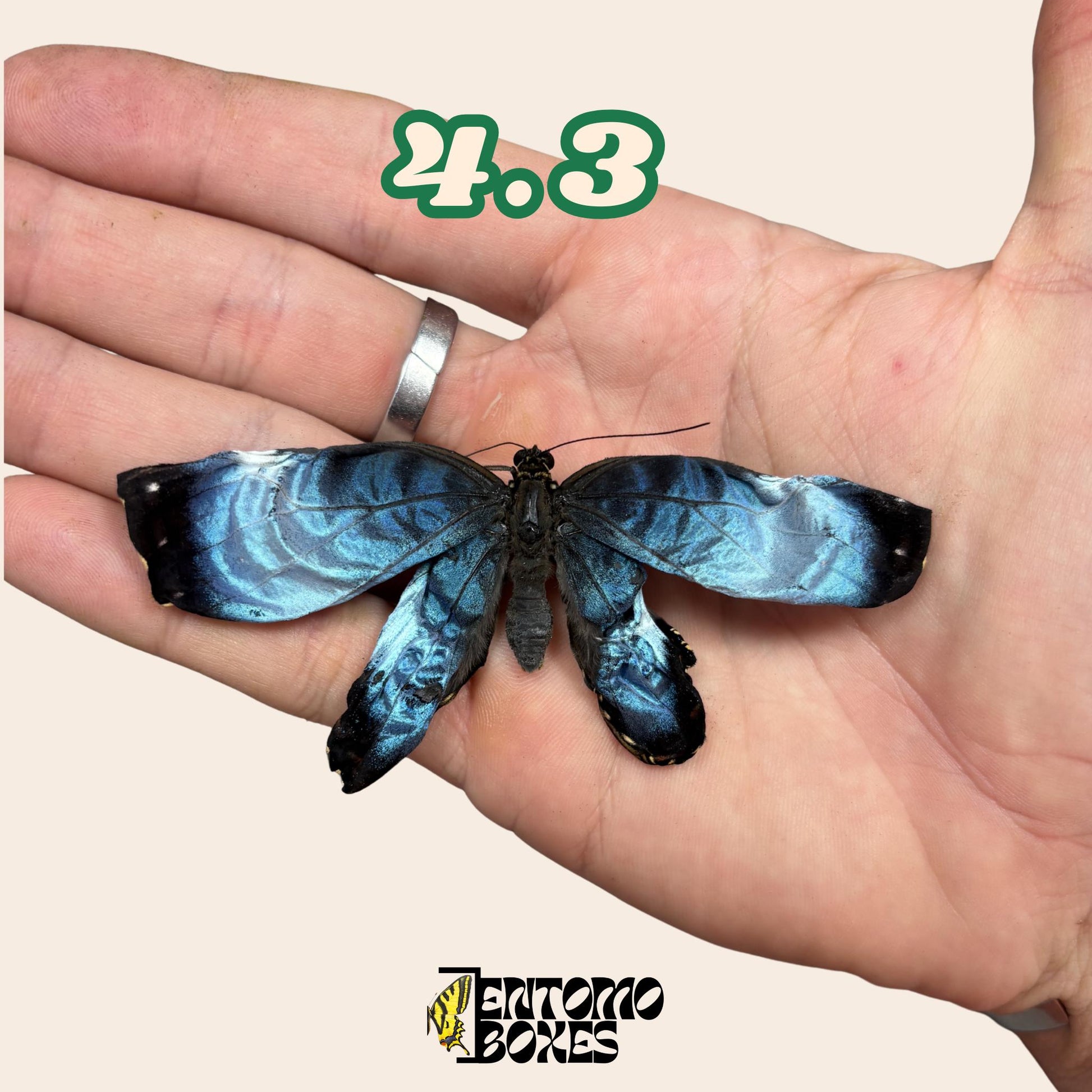 auténtico azul Morpho mariposa: espécimen seco defectuoso B-calidad para reparación taxidérmica