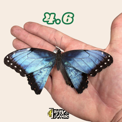 auténtico azul Morpho mariposa: espécimen seco defectuoso B-calidad para reparación taxidérmica