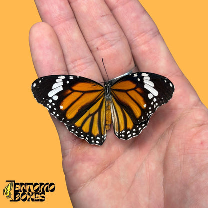 Danaus genutia butterfly (etsy image id: 8056398023)