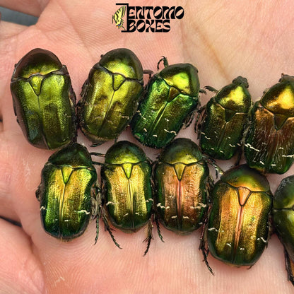 cetonia green flower beetles (etsy image id: 8056398645)