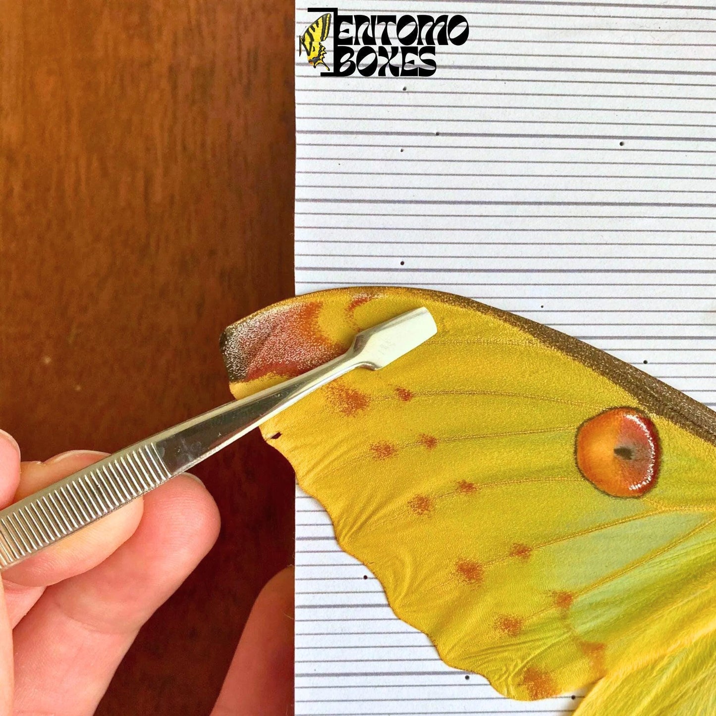pinzas entomológicas de punta plana para pinning mariposas
