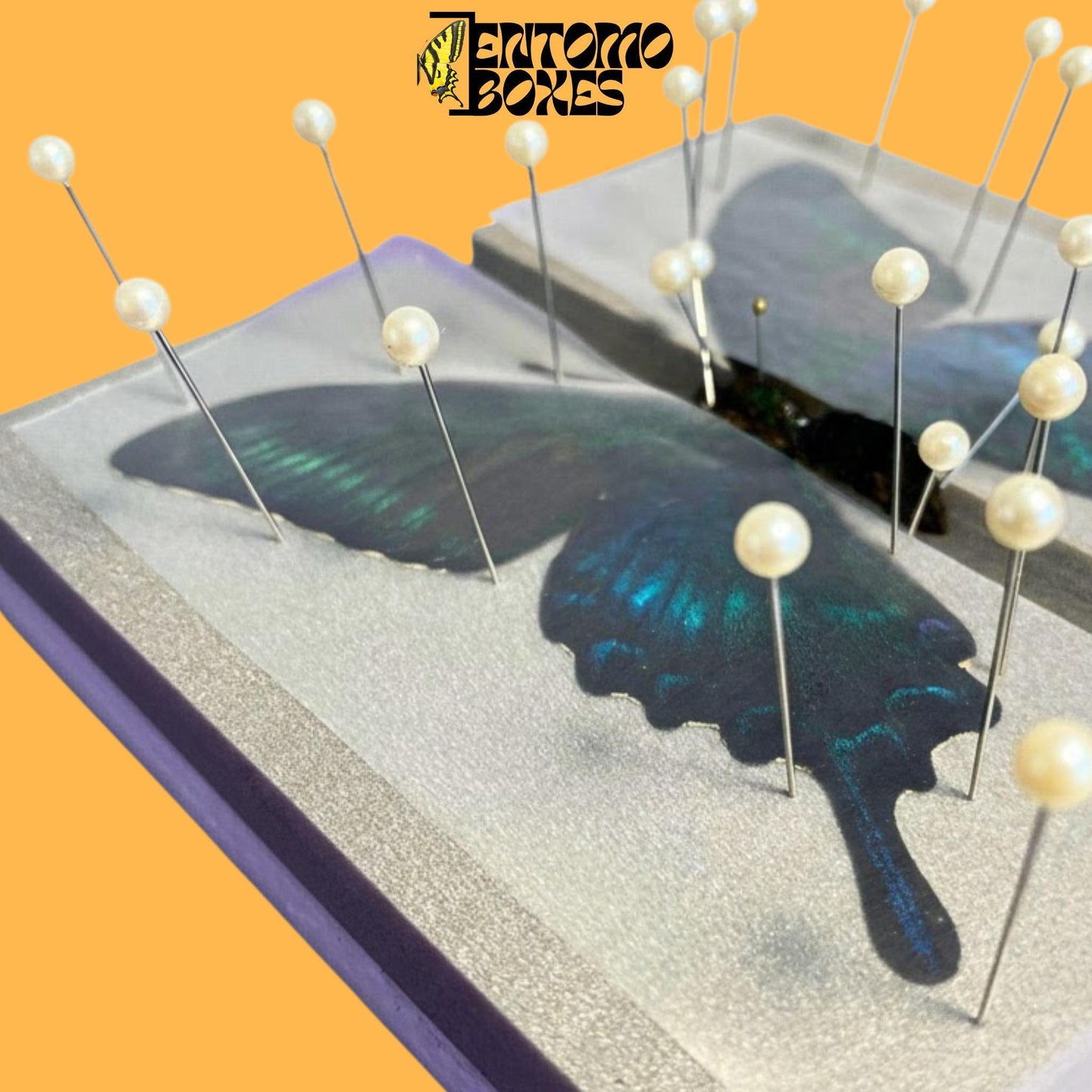 papilio maackii on flat butterfly pinning board from entomoboxes (etsy image id: 8056429989)