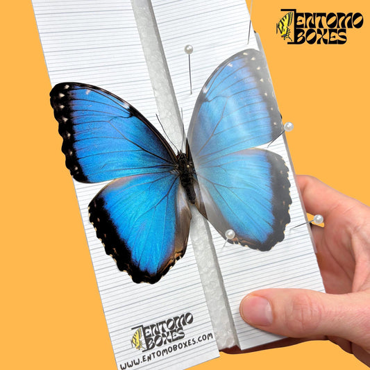 blue morpho butterfly on entomoboxes butterfly pinning board (etsy image id: 8056430135)