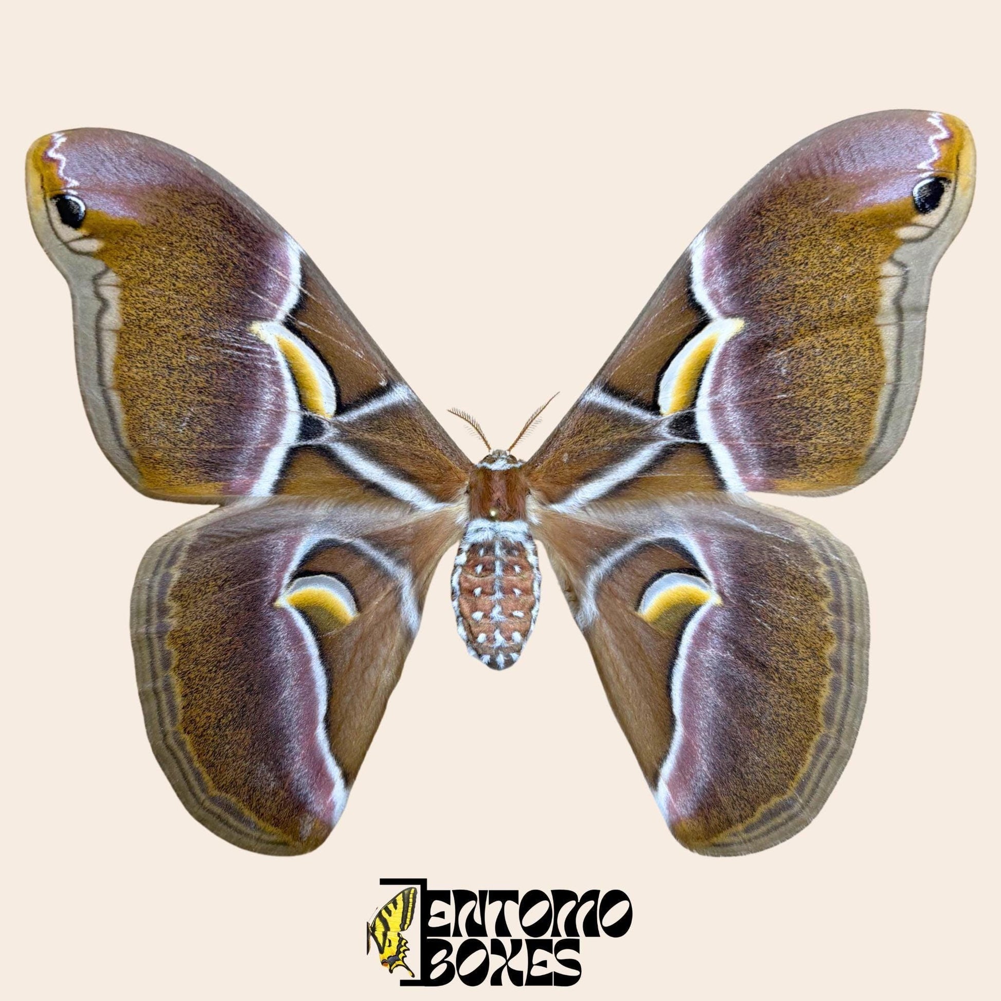 Samia canningi hembra extendido polilla