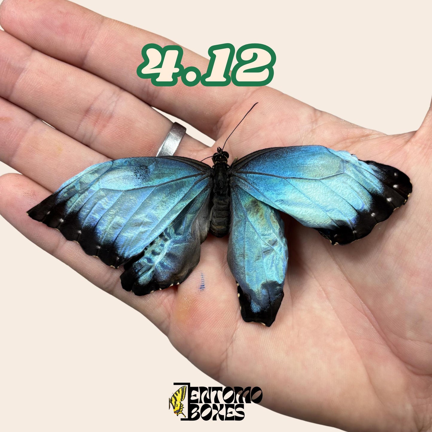 auténtico azul Morpho mariposa: espécimen seco defectuoso B-calidad para reparación taxidérmica