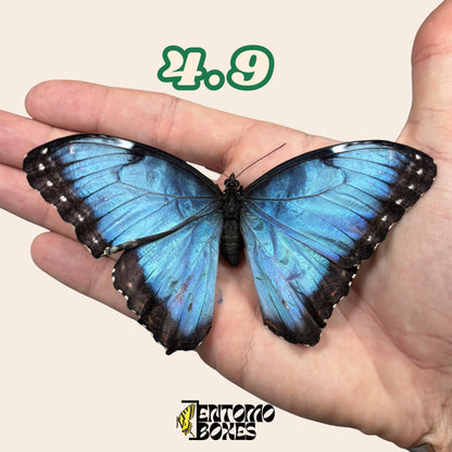 auténtico azul Morpho mariposa: espécimen seco defectuoso B-calidad para reparación taxidérmica